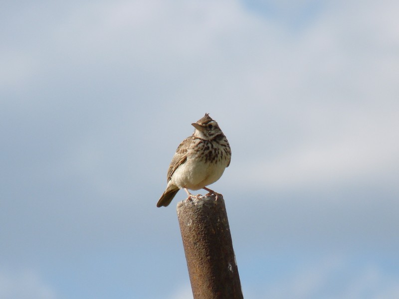 U'' ciceron'' (cappellaccia)